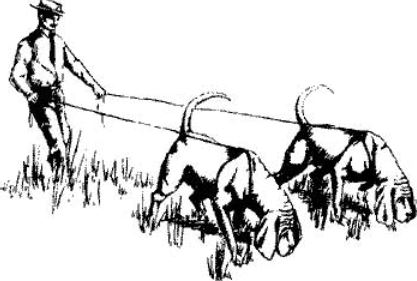 1_dog.JPG