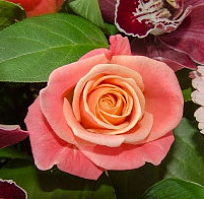 Продвижение интернет-магазина цветов